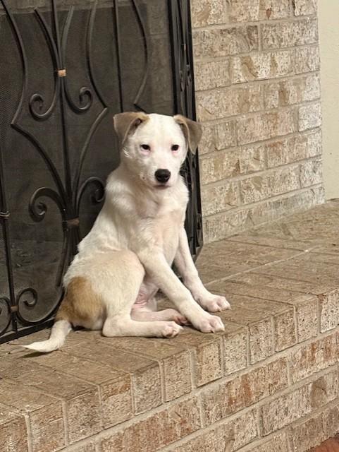 FIZZIE, ADOPTABLE, Puppy Female Mixed Breed.