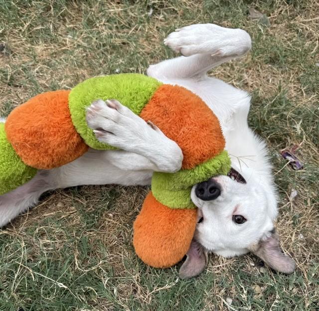 Enlarge FIZZIE, a Adoptable mixed breed in fort worth, TX image 2/6