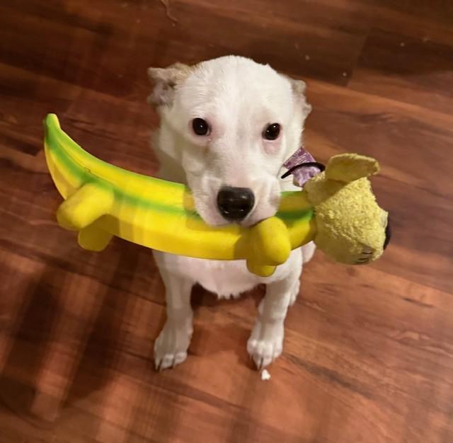 Enlarge FIZZIE, a ADOPTABLE mixed breed in fort worth, TX image 2/4