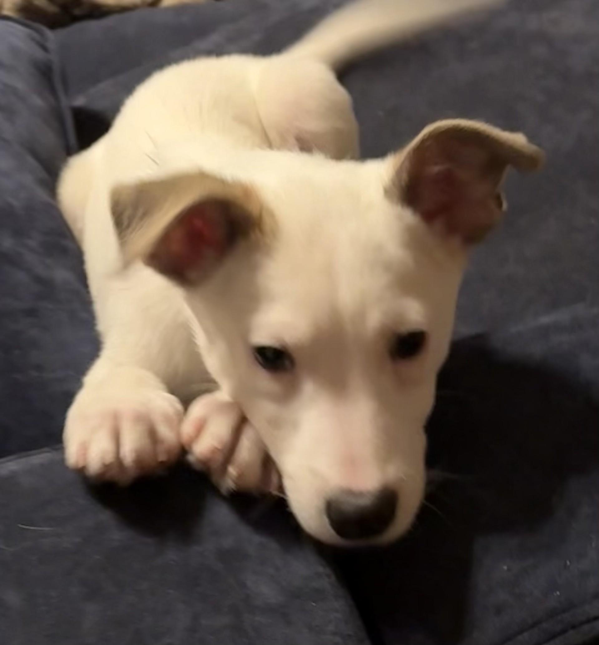 FIZZIE — thumbnail 3