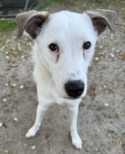 Enlarge FIZZIE, a Adoptable mixed breed in fort worth, TX image 6/6