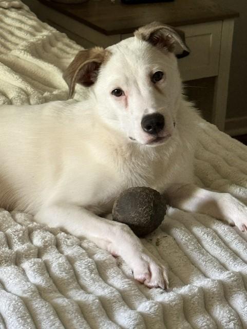FIZZIE, ADOPTABLE, Puppy Female Mixed Breed.