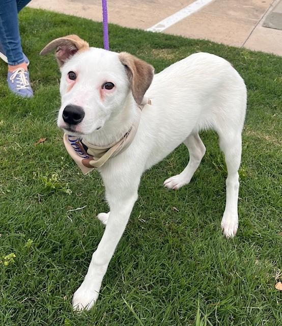 FIZZIE, a ADOPTABLE mixed breed in fort worth, TX image 6/6