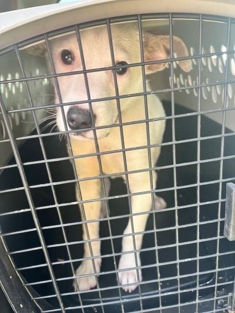 Enlarge FIZZIE, a ADOPTABLE mixed breed in fort worth, TX image 3/4