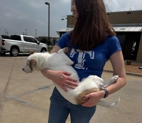 FIZZIE, a ADOPTABLE mixed breed in fort worth, TX image 5/6