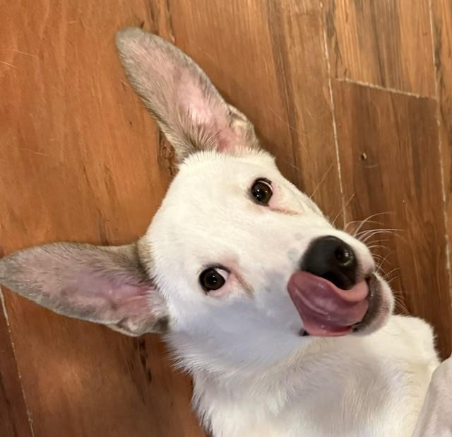 FIZZIE, Adoptable, Puppy Female Mixed Breed.