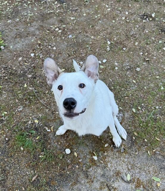 Enlarge FIZZIE, a Adoptable mixed breed in fort worth, TX image 5/6
