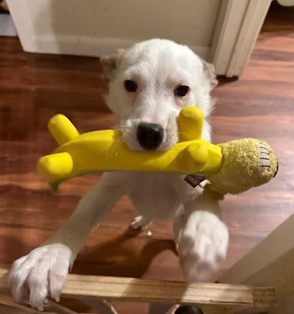 Enlarge FIZZIE, a ADOPTABLE mixed breed in fort worth, TX image 1/4