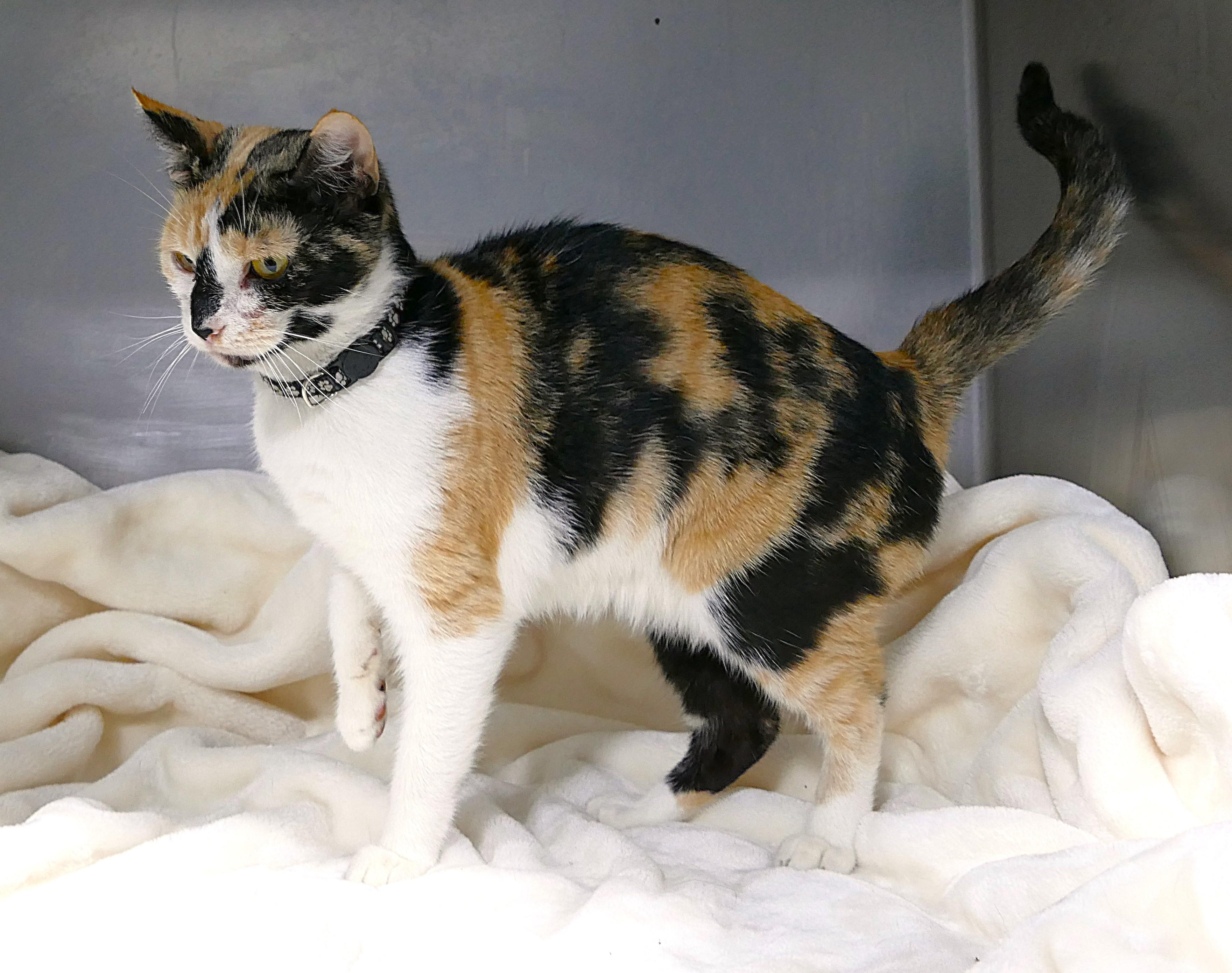 TESNI, a ADOPTABLE mixed breed in Beechbottom, WV image 4/4