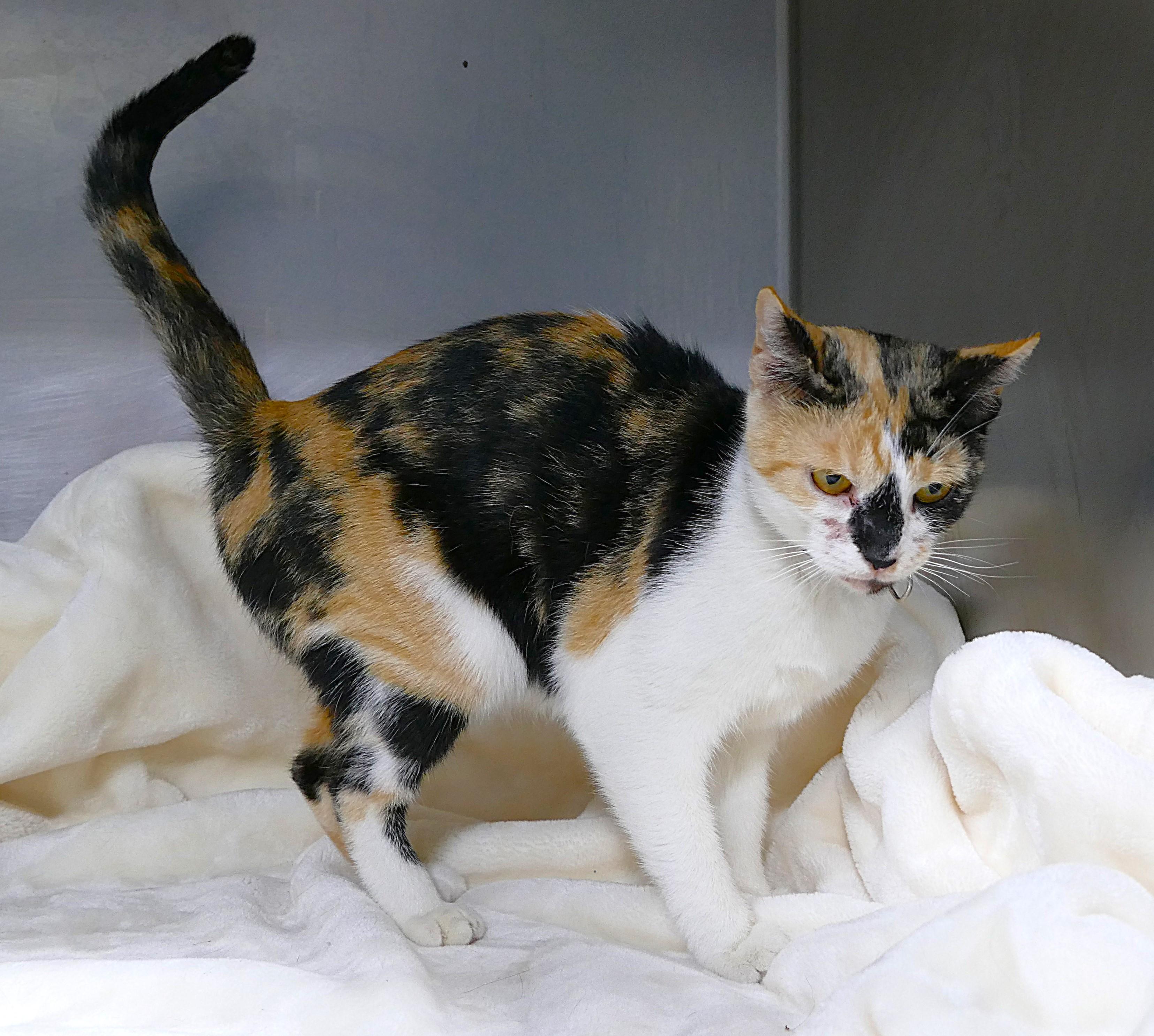 TESNI, a ADOPTABLE mixed breed in Beechbottom, WV image 3/4