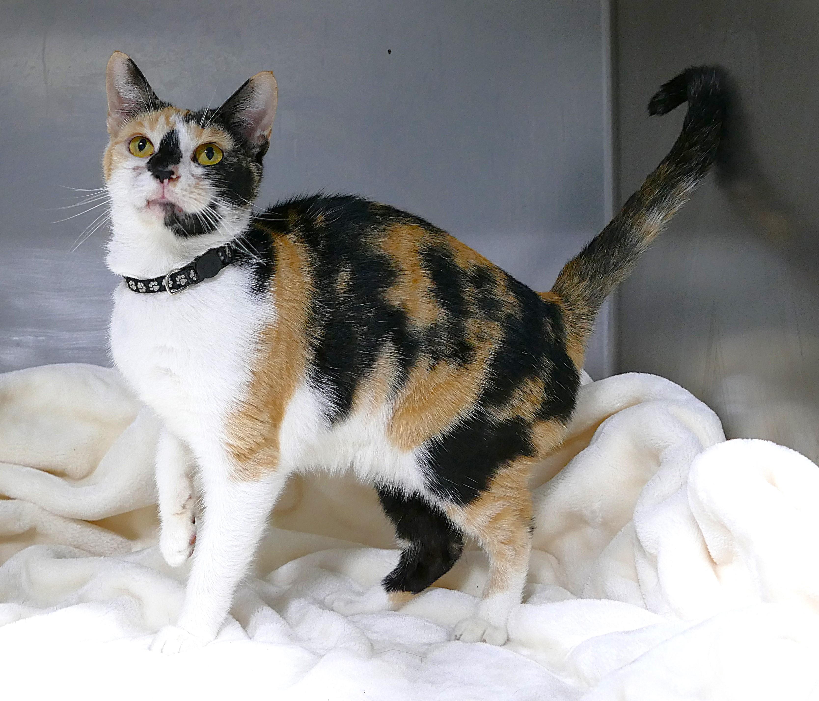 TESNI, a ADOPTABLE mixed breed in Beechbottom, WV image 2/4