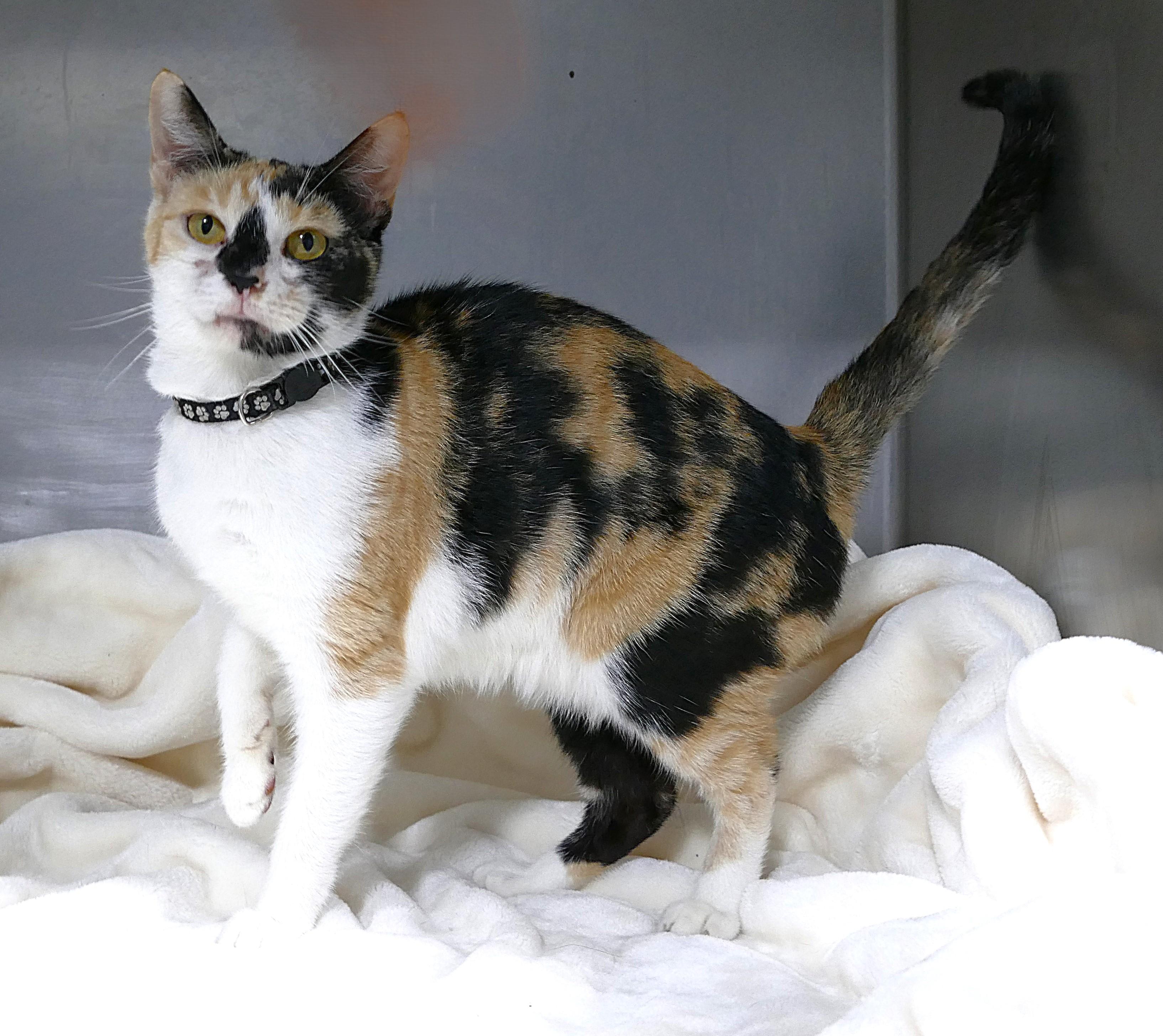 TESNI, ADOPTABLE, Adult Female Calico.