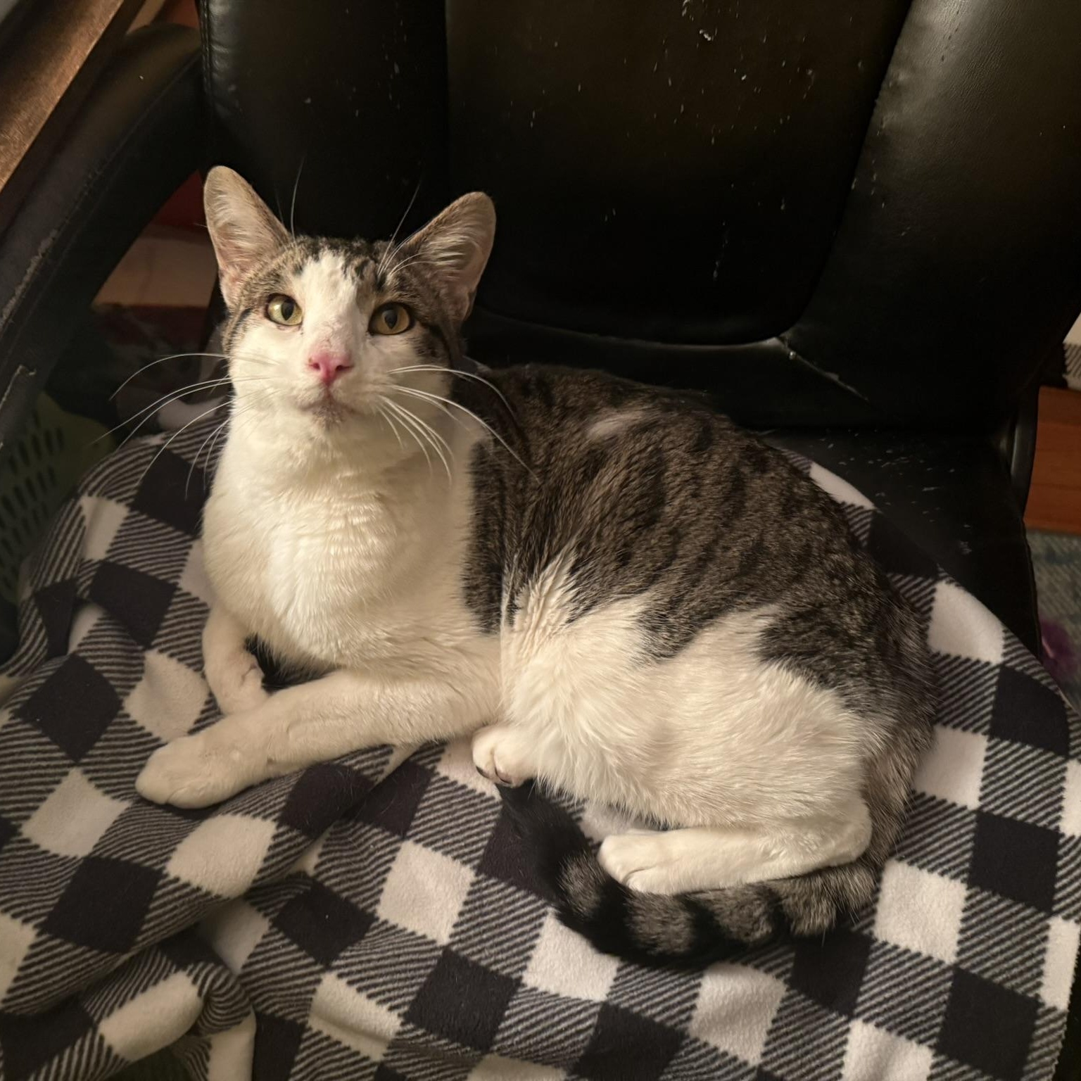 Enlarge Goose, a Adoptable Domestic Short Hair in Menasha, WI image 3/5