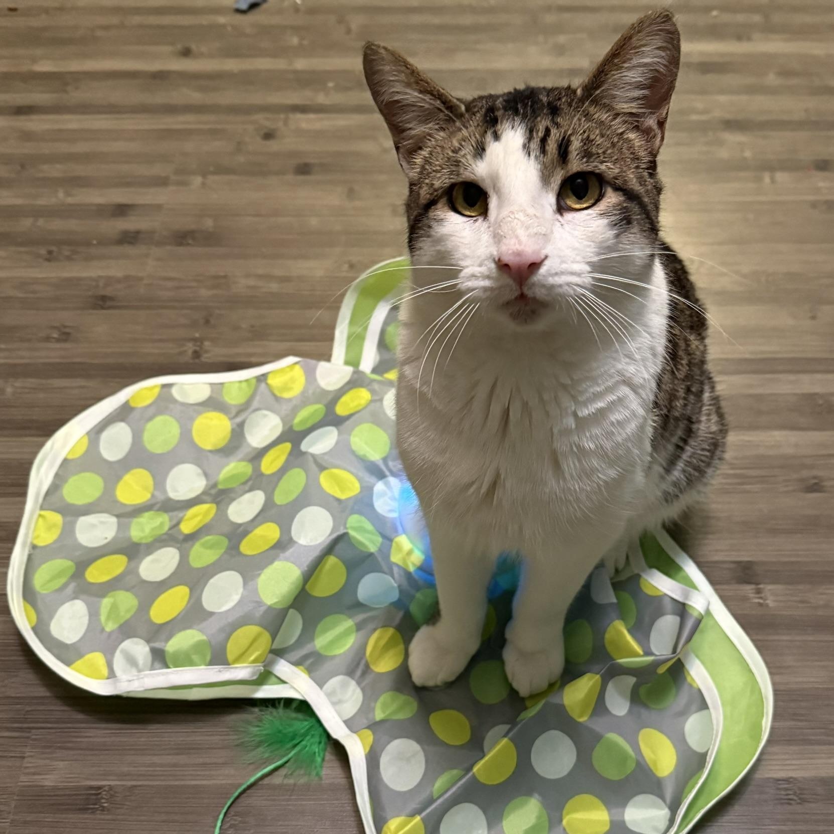 Enlarge Goose, a Adoptable Domestic Short Hair in Menasha, WI image 2/5