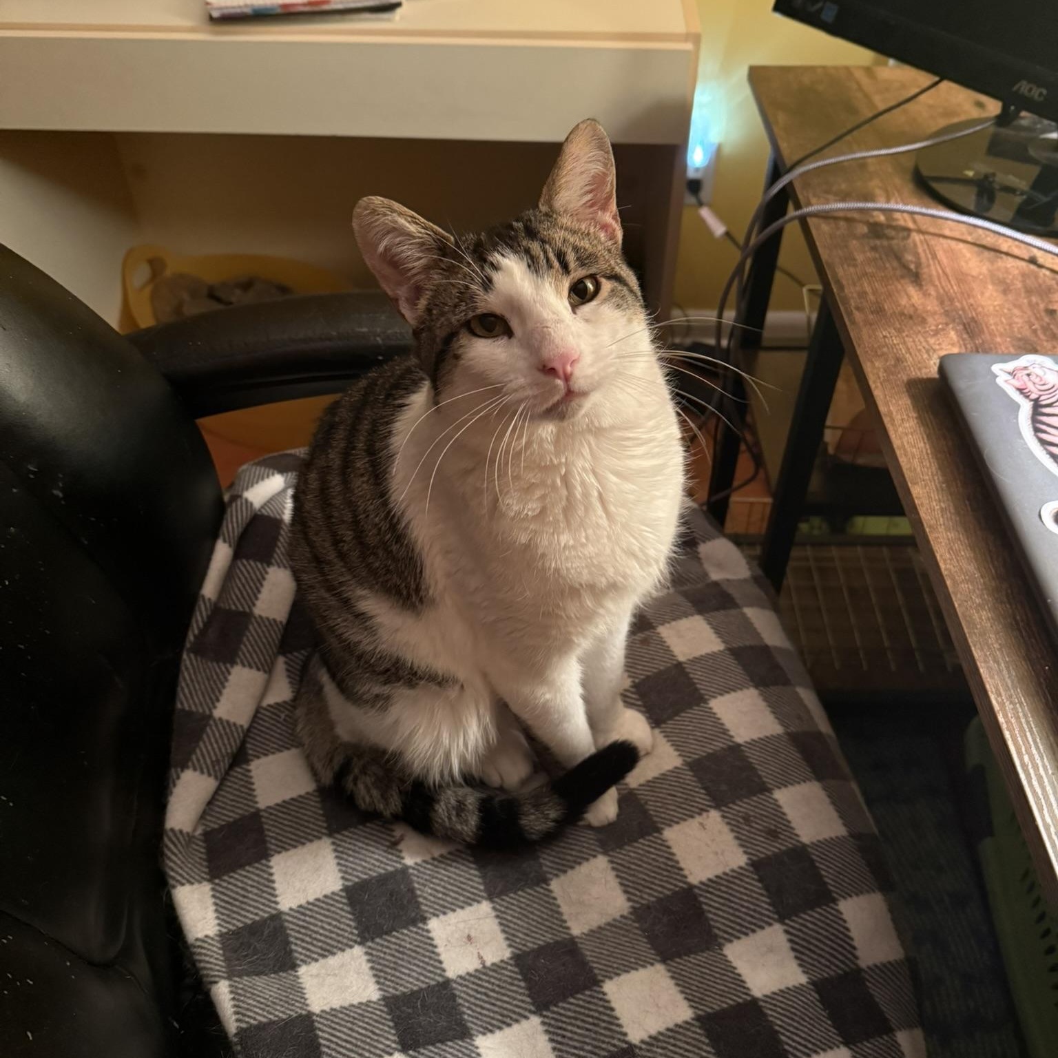 Enlarge Goose, a Adoptable Domestic Short Hair in Menasha, WI image 5/5