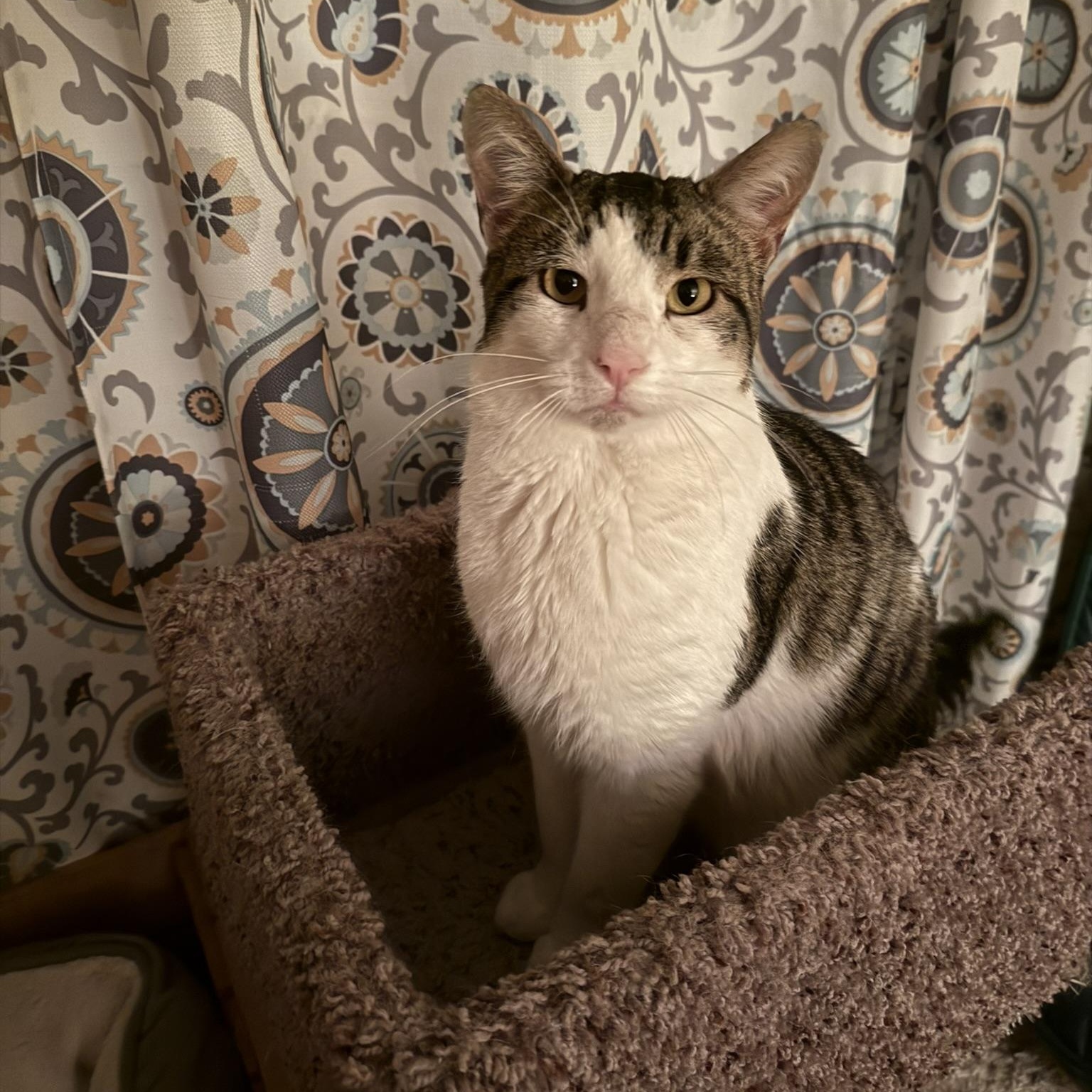 Enlarge Goose, a Adoptable Domestic Short Hair in Menasha, WI image 1/5