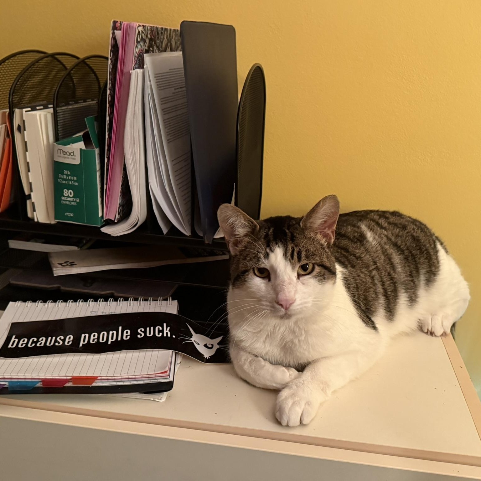 Enlarge Goose, a Adoptable Domestic Short Hair in Menasha, WI image 4/5