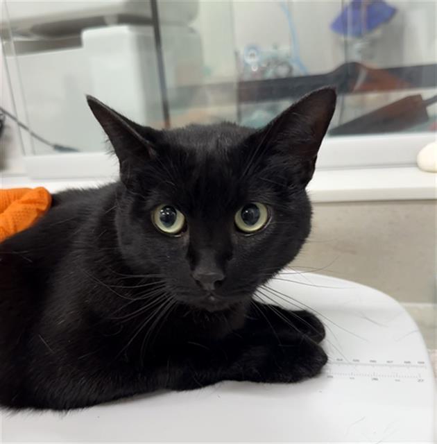 Enlarge BENDY, a Adoptable Domestic Short Hair in Baytown, TX image 1/1