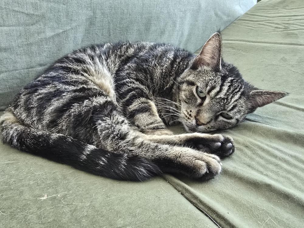 Daisy, Adoptable, Adult Female Domestic Short Hair.