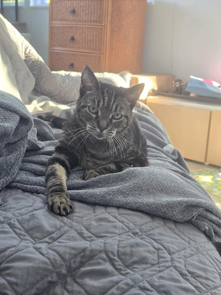 Enlarge Daisy, a Adoptable Domestic Short Hair in Ruskin, FL image 2/3