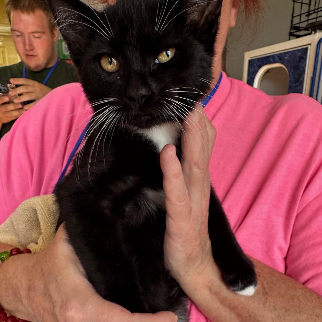 Shadow, Adoptable, Kitten Male Domestic Short Hair.