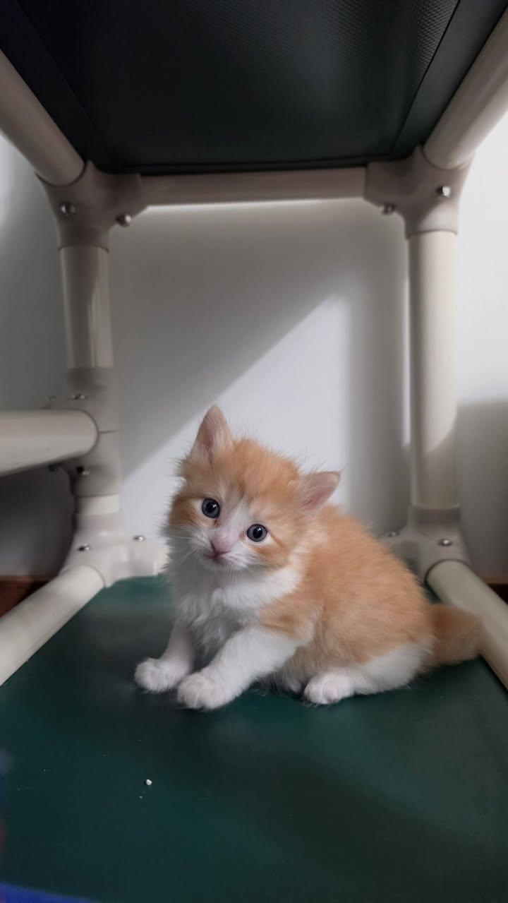Enlarge Gumball, a Adopted Domestic Short Hair in Delmar, NY image 4/4