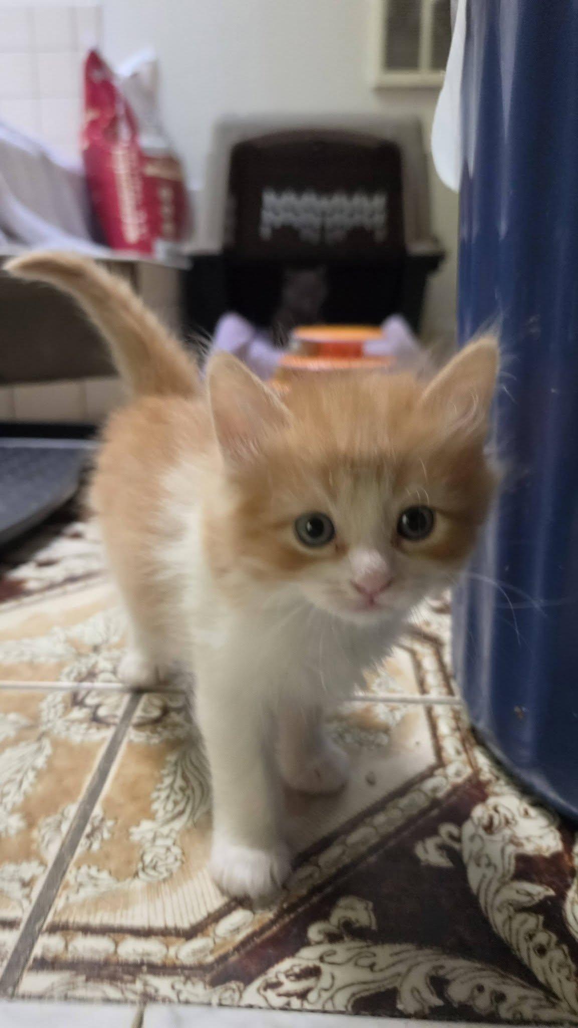 Enlarge Gumball, a Adopted Domestic Short Hair in Delmar, NY image 1/4