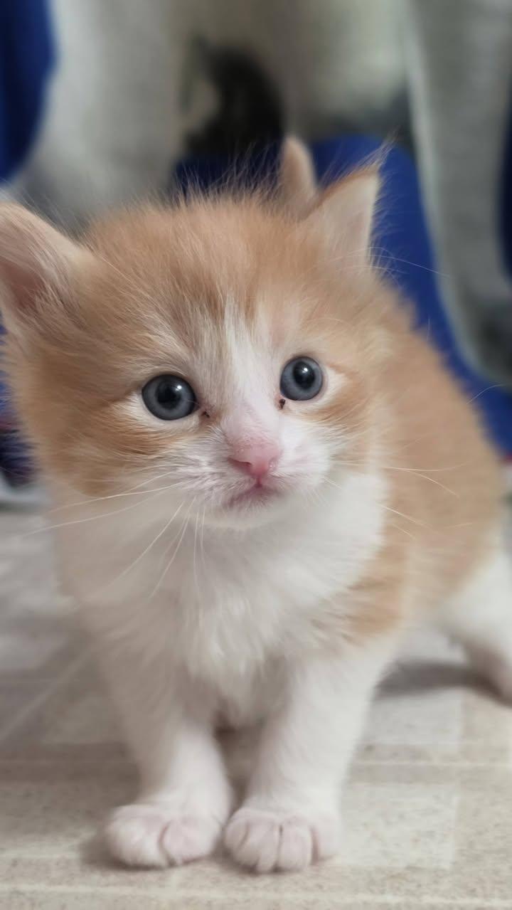Enlarge Gumball, a Adopted Domestic Short Hair in Delmar, NY image 2/4