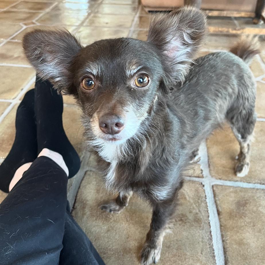 Bear, Adoptable, Adult Male Chihuahua & Mixed Breed.