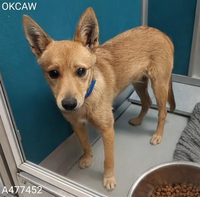 TODD, Adoptable, Young Male Shiba Inu & Mixed Breed.