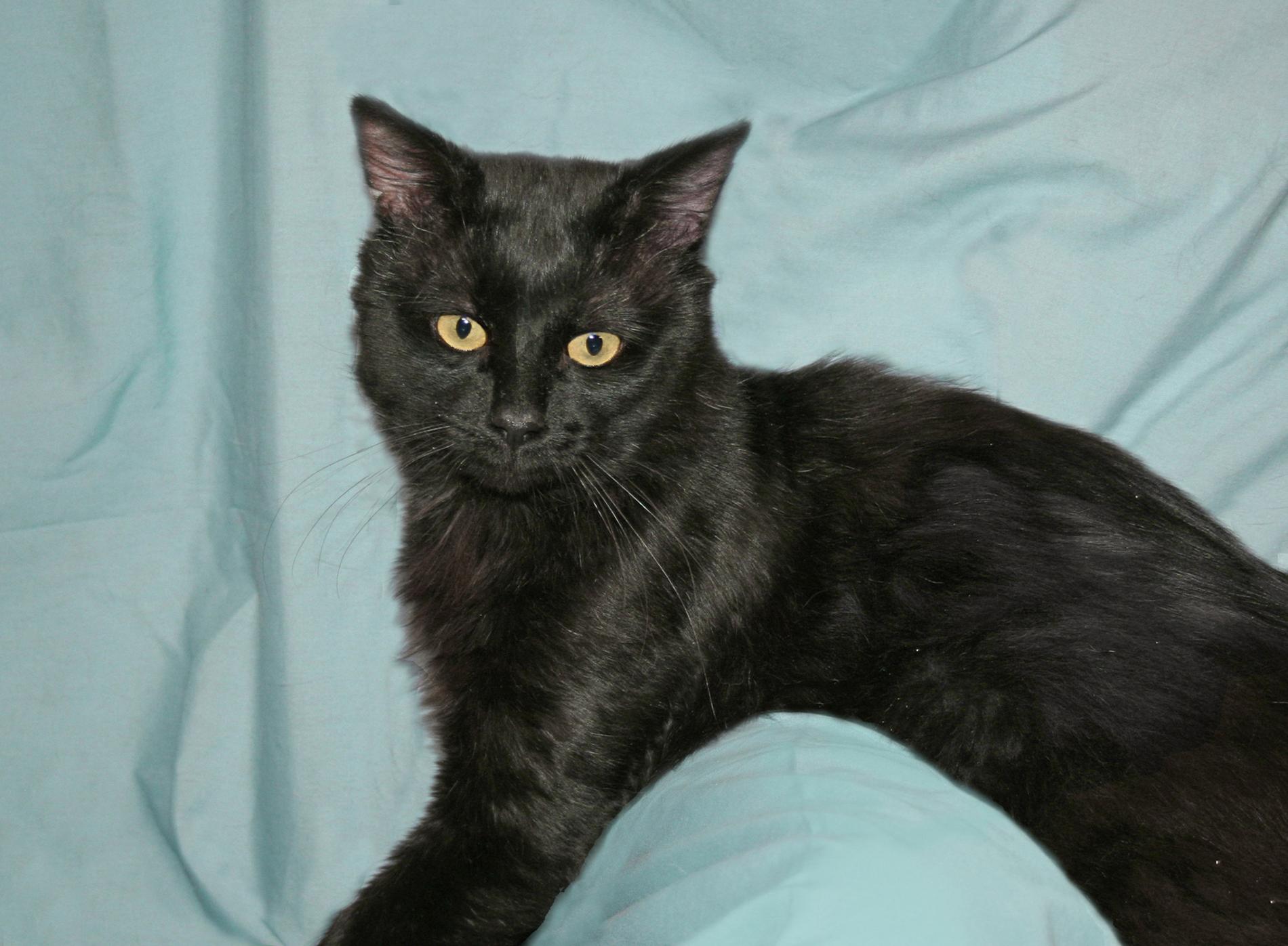 Norman, adopted, Young Male Domestic Short Hair.