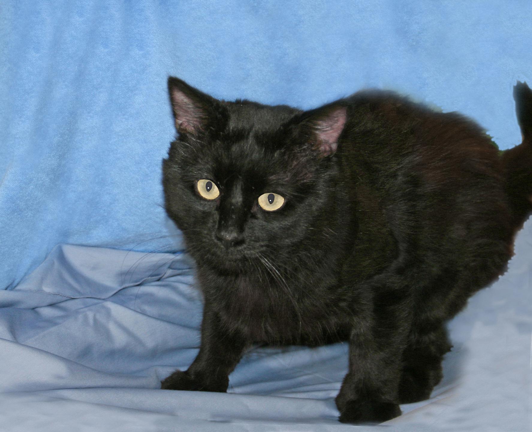 Enlarge Norman, an adopted Domestic Short Hair in Victoria, MN image 2/5