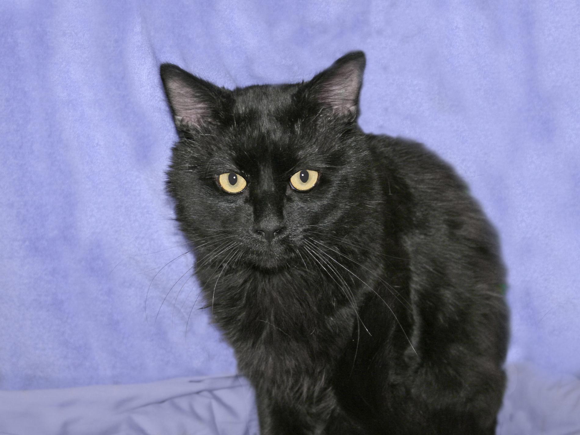 Enlarge Norman, an adopted Domestic Short Hair in Victoria, MN image 3/5