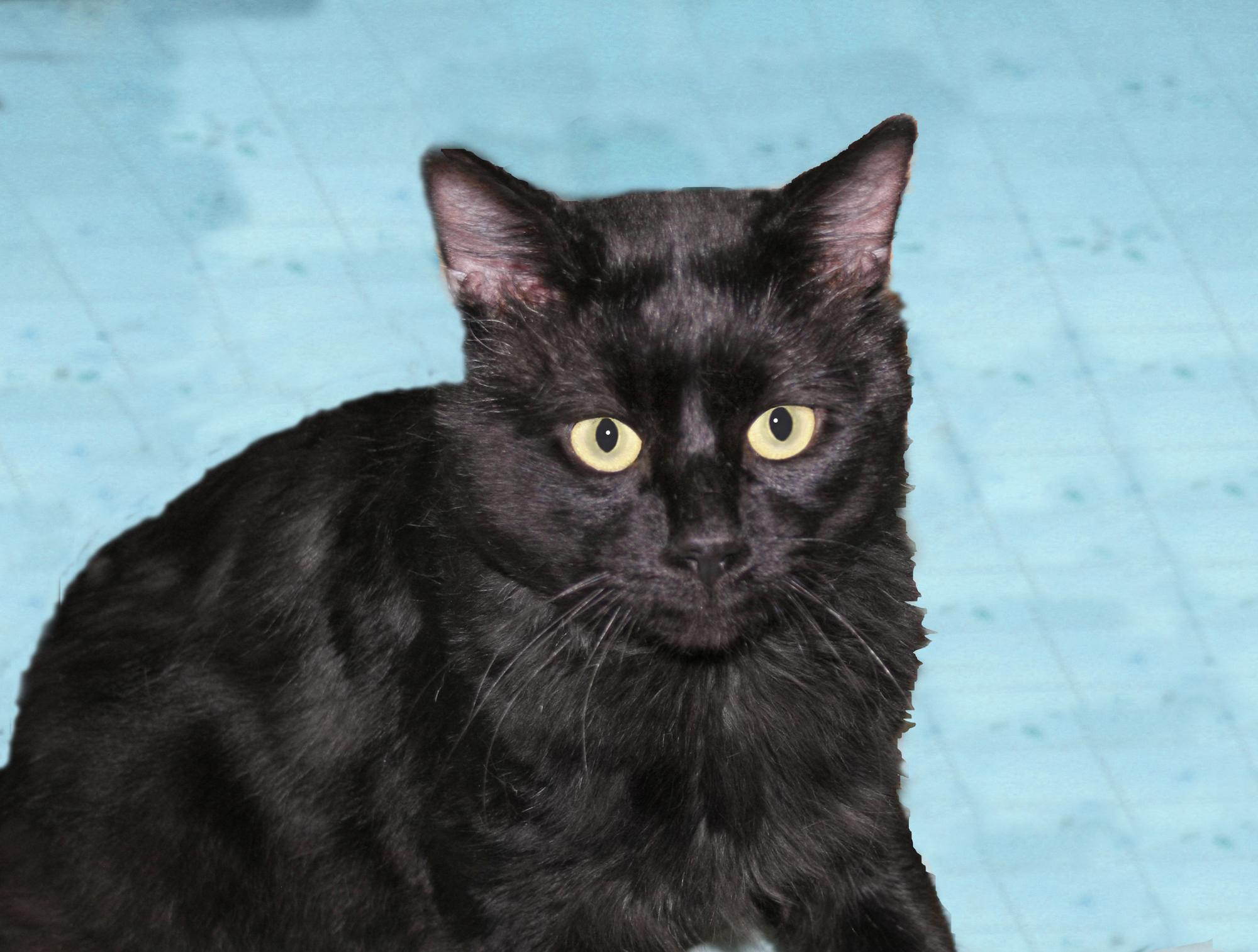 Enlarge Norman, an adopted Domestic Short Hair in Victoria, MN image 4/5