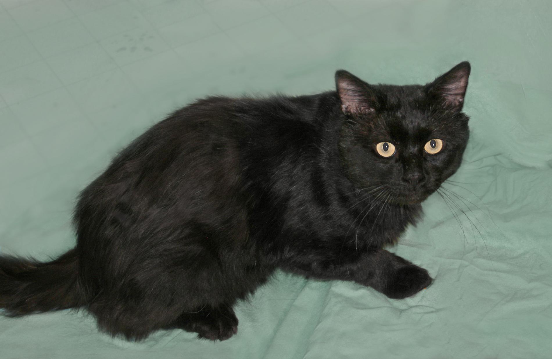 Enlarge Norman, an adopted Domestic Short Hair in Victoria, MN image 5/5