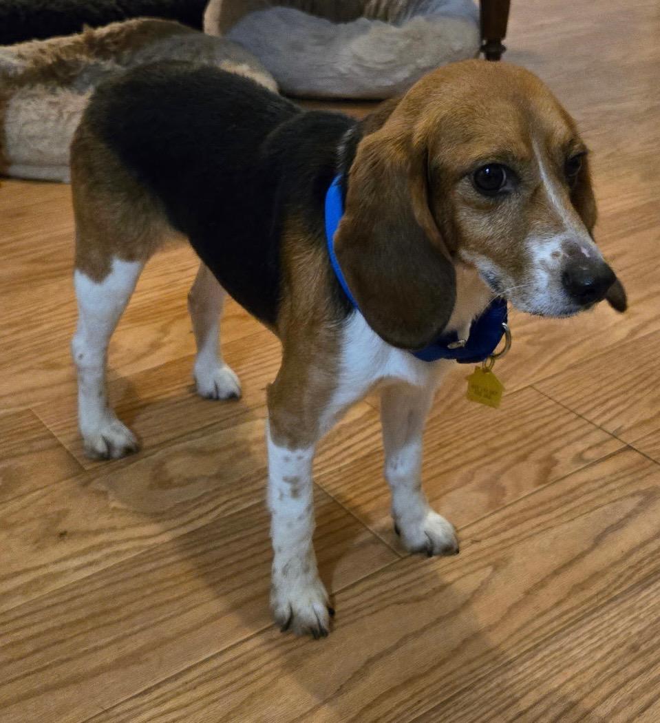 Freddy, ADOPTABLE, Adult Male Beagle.