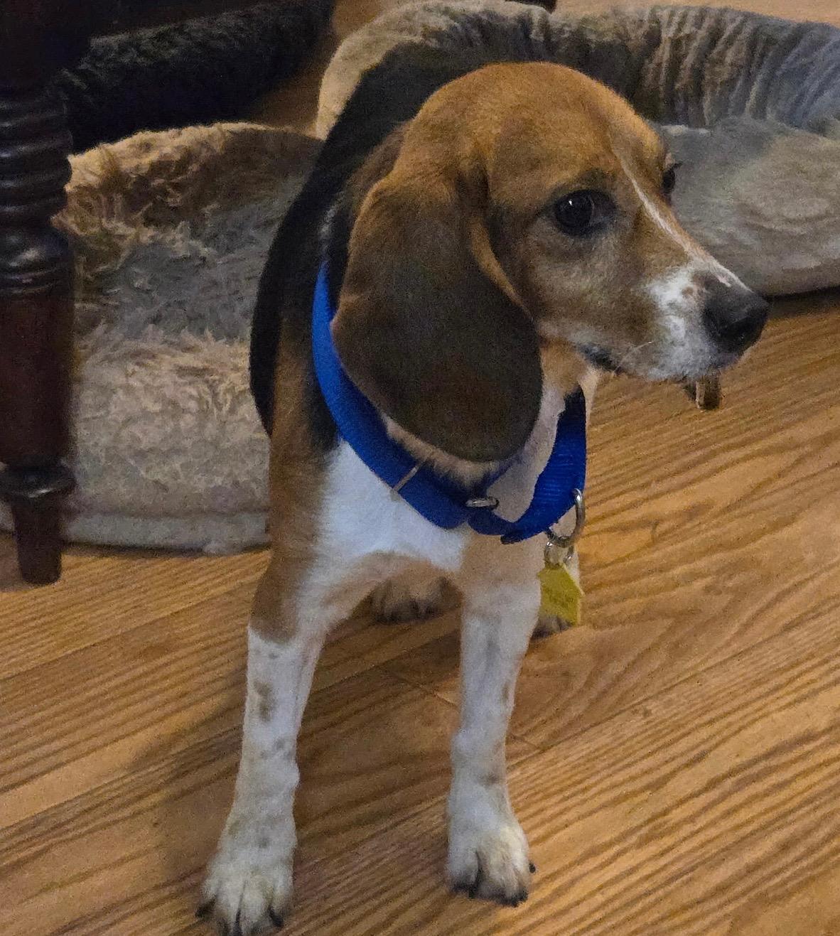 Enlarge Freddy, an adopted Beagle in South Plainfield, NJ image 2/2