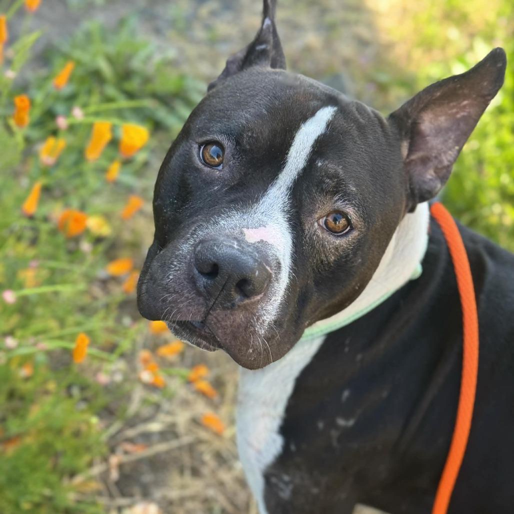 Jagger, Adoptable, Puppy Male Pit Bull Terrier.