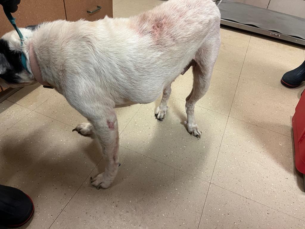 Bandit, Adoptable, Adult Female Australian Cattle Dog / Blue Heeler & Mixed Breed.