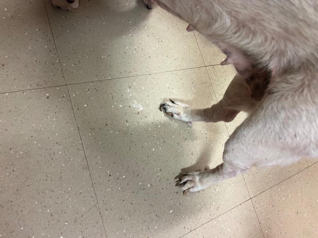 Enlarge Bandit, a Adoptable mixed breed in Bossier City, LA image 2/6