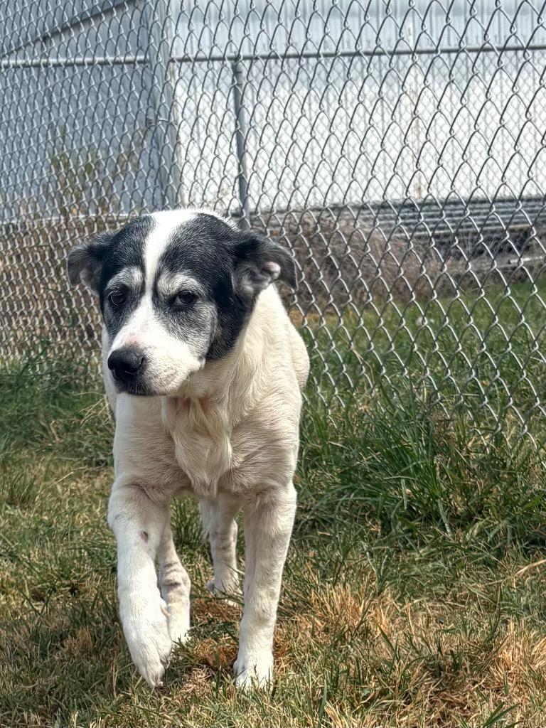 Enlarge Bandit, a Adoptable mixed breed in Bossier City, LA image 3/6
