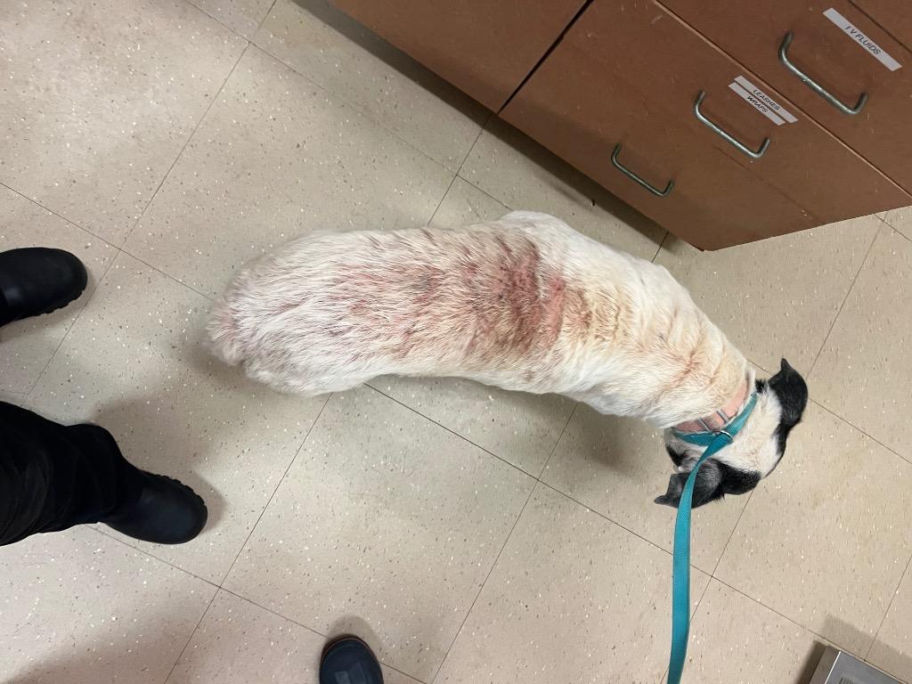 Enlarge Bandit, a Adoptable mixed breed in Bossier City, LA image 6/6