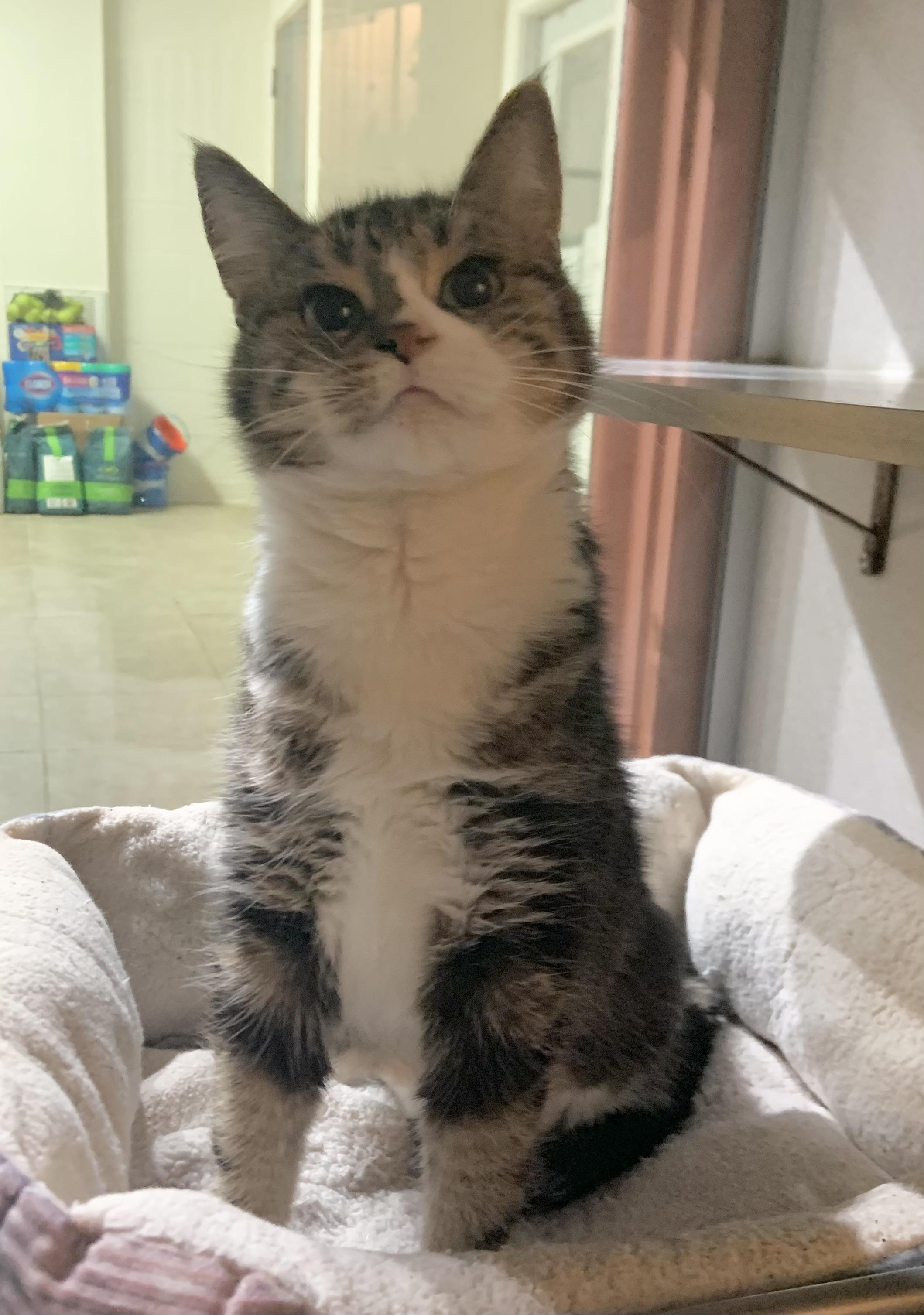 Edie, ADOPTABLE, Adult Female Domestic Short Hair.