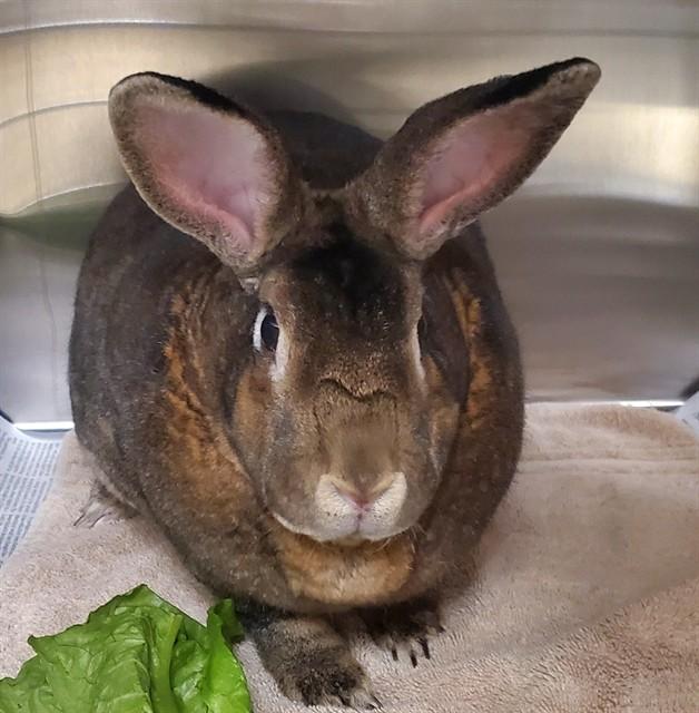 BENNY, Adoptable, Young Female Flemish Giant & New Zealand.