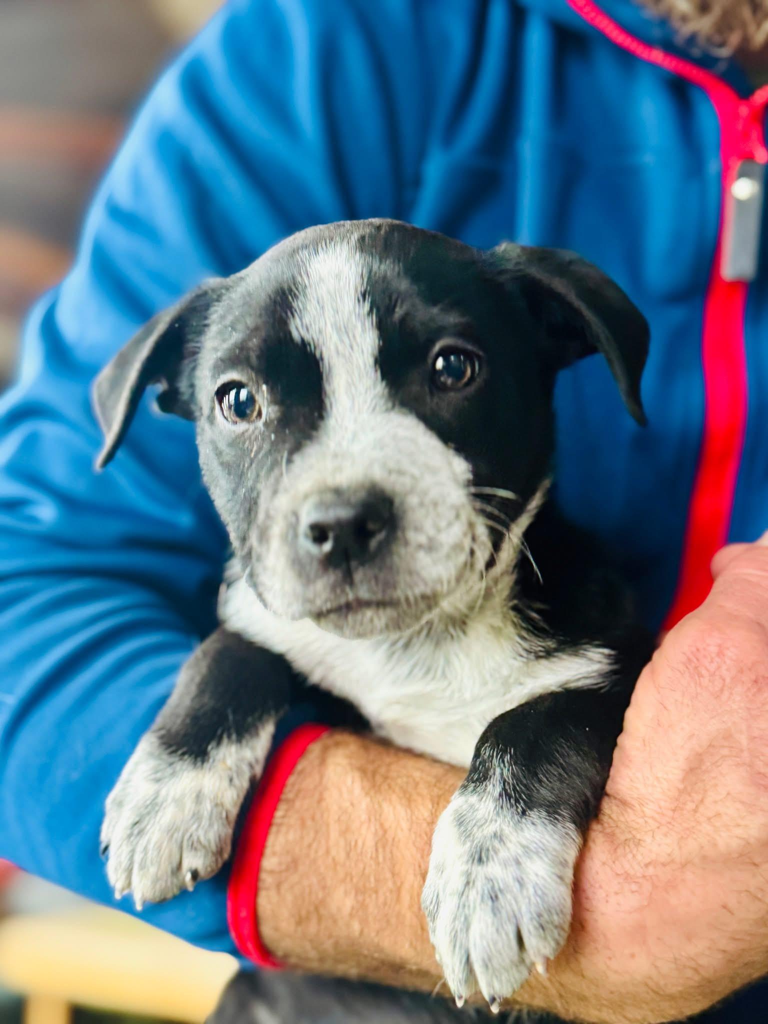 Enlarge Dash, a ADOPTABLE mixed breed in Wilsall, MT image 1/1