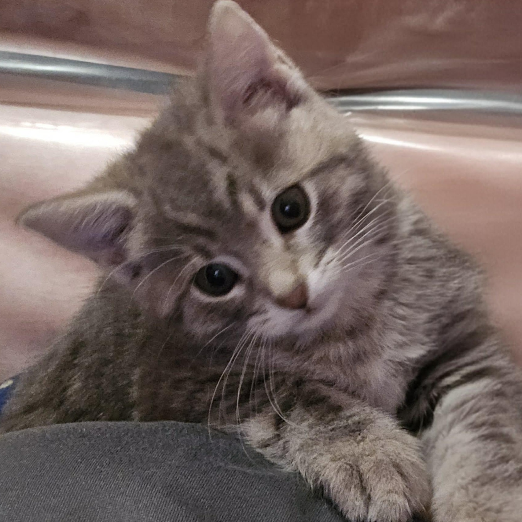 Enlarge Macklin - A Fearless Little Explorer!, a ADOPTABLE Tabby in Hamilton, ON image 3/4