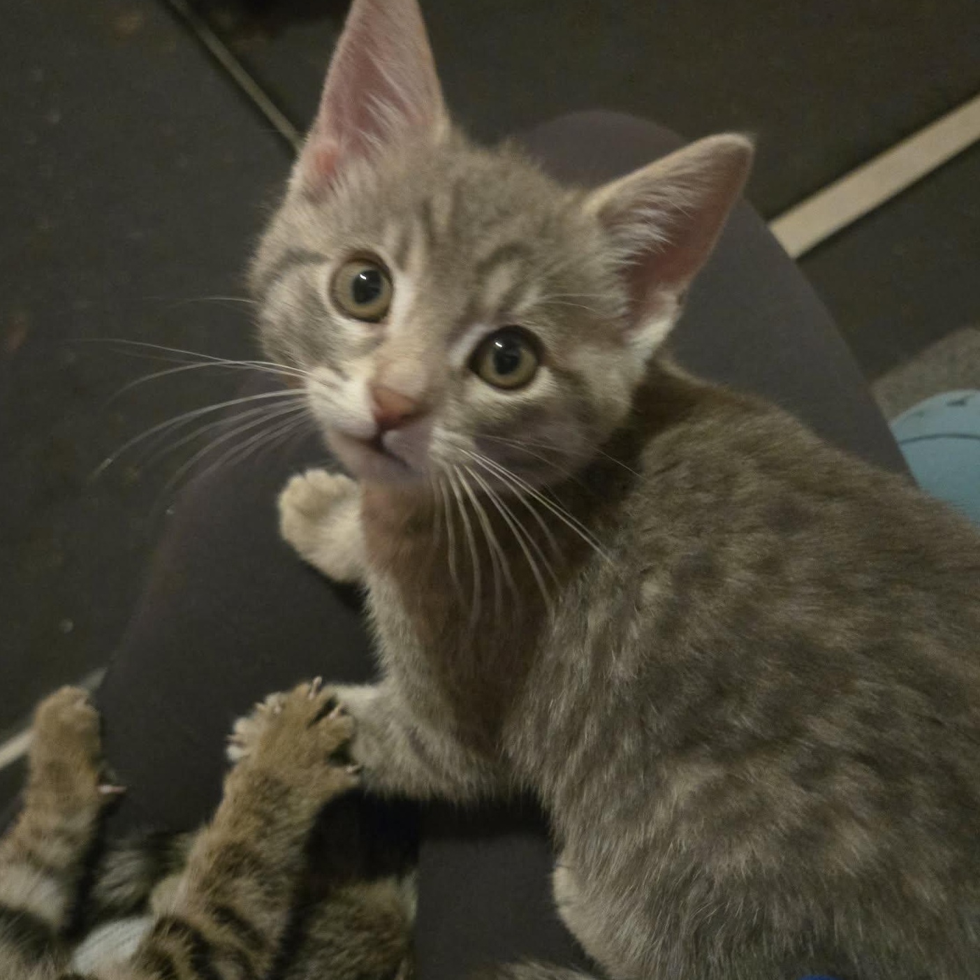 Enlarge Macklin - A Fearless Little Explorer!, a ADOPTABLE Tabby in Hamilton, ON image 4/4