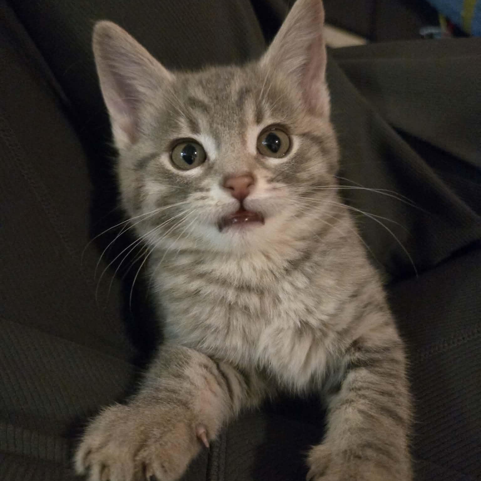 Enlarge Macklin - A Fearless Little Explorer!, a ADOPTABLE Tabby in Hamilton, ON image 1/4