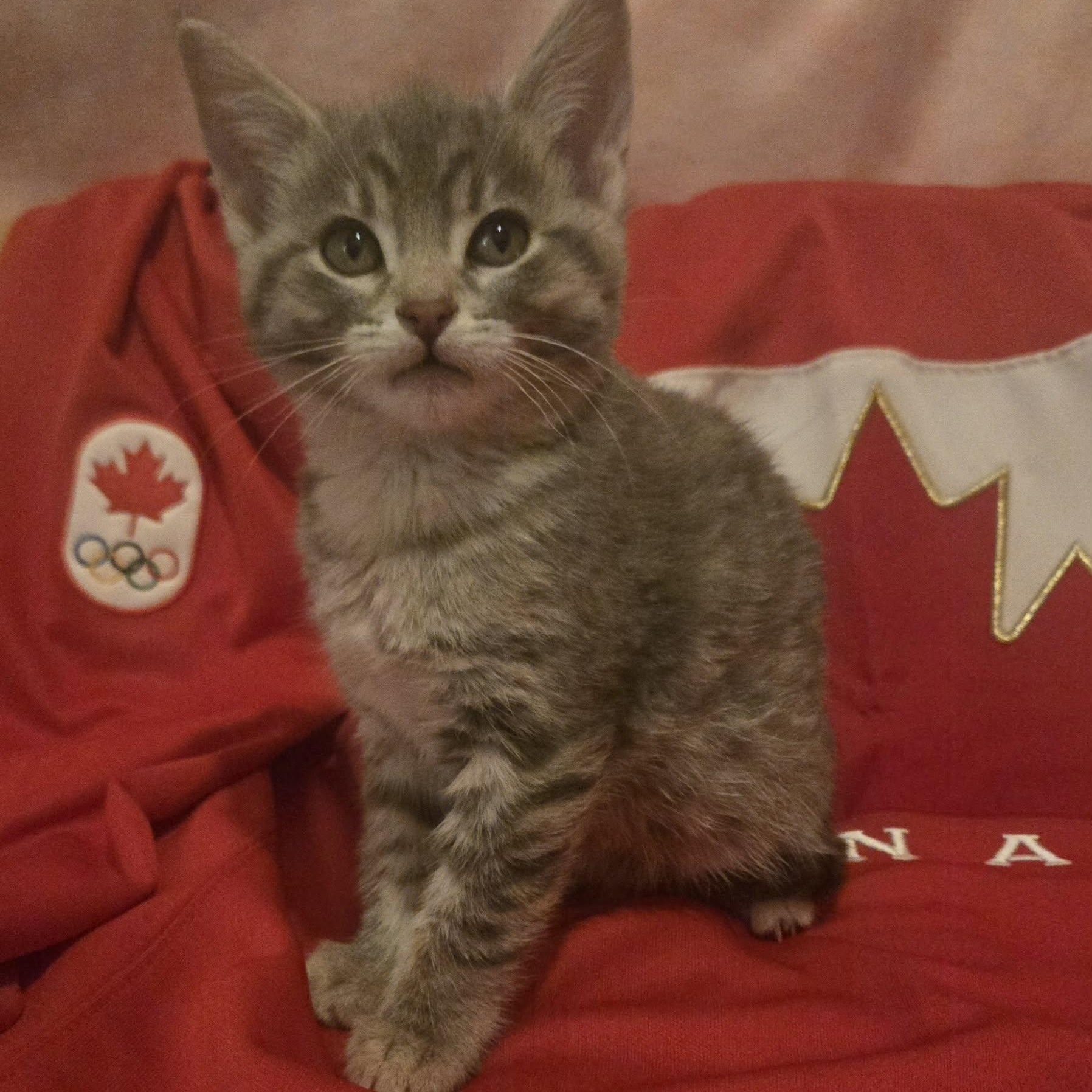 Enlarge Macklin - A Fearless Little Explorer!, a ADOPTABLE Tabby in Hamilton, ON image 2/4