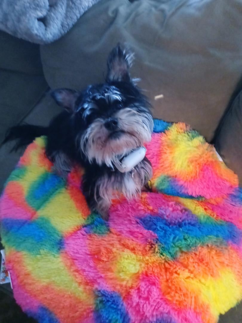 Bear - SPECIAL NEEDS, a Adoptable mixed breed in North Olmsted, OH image 3/6